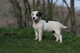 JACK RUSSEL 281